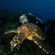 Tortue - Okeanos Aggressor II