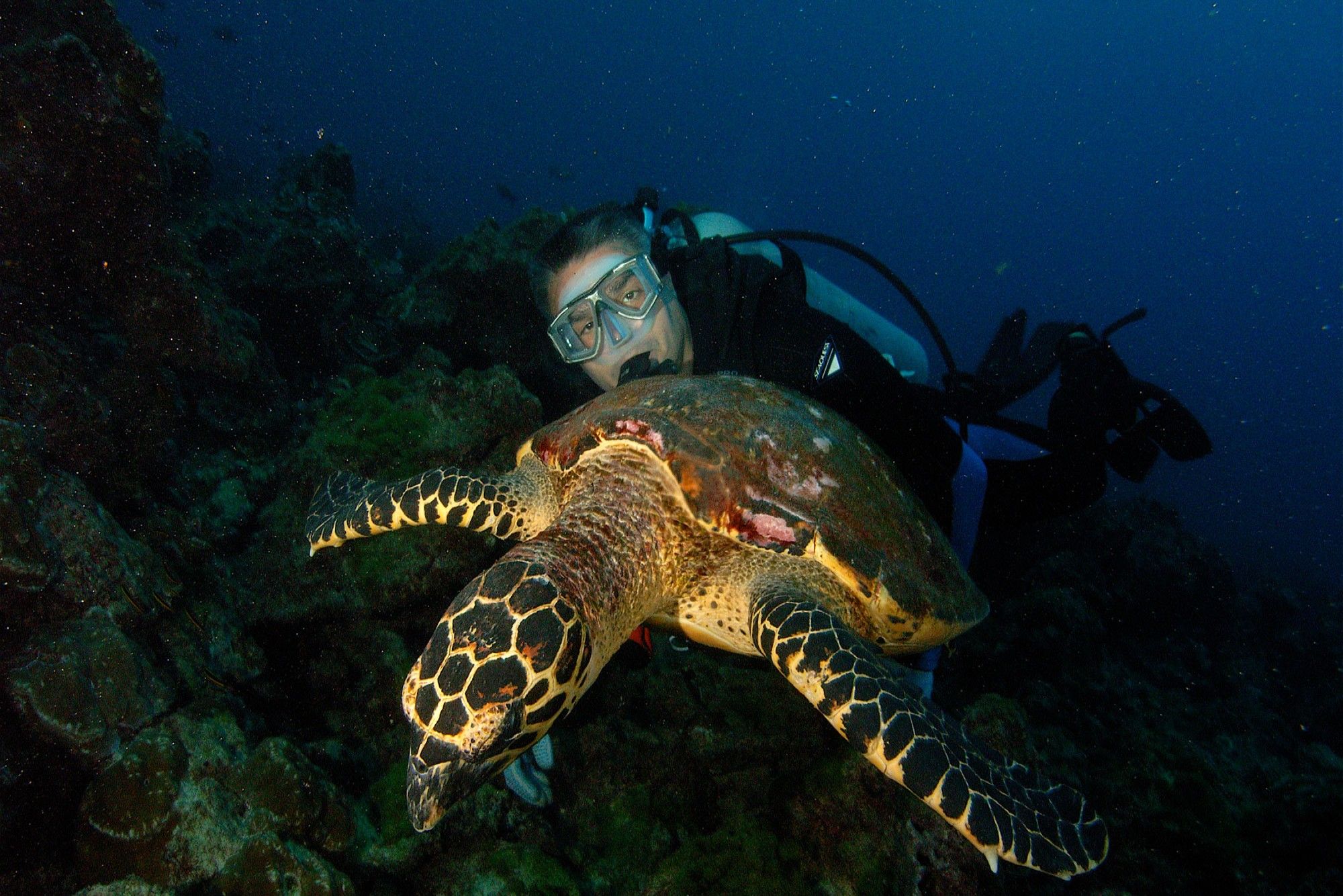 Turtle - Okeanos Aggressor II