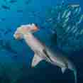 Tiburon - Okeanos Aggressor II