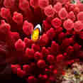 Marine Life - Carpe Vita