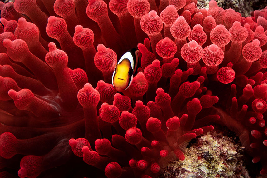 Marine Life - Carpe Vita
