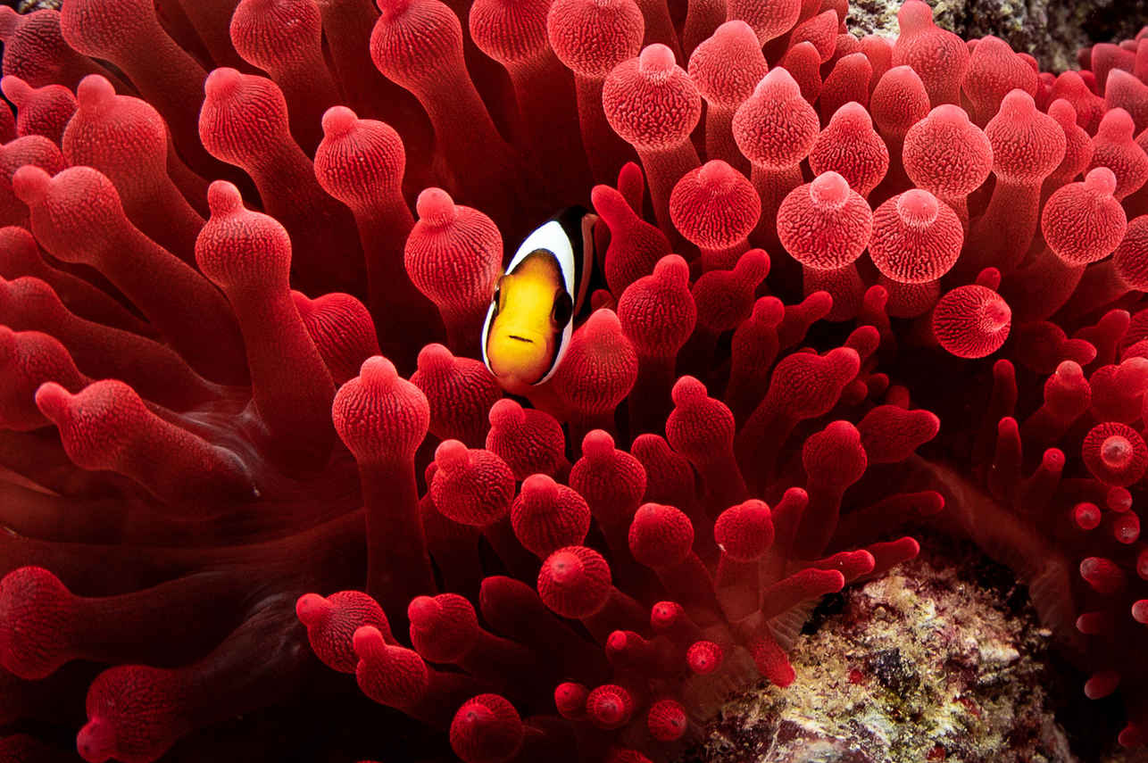 Marine Life - Carpe Vita