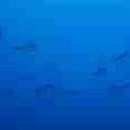 Marine Life - Carpe Vita