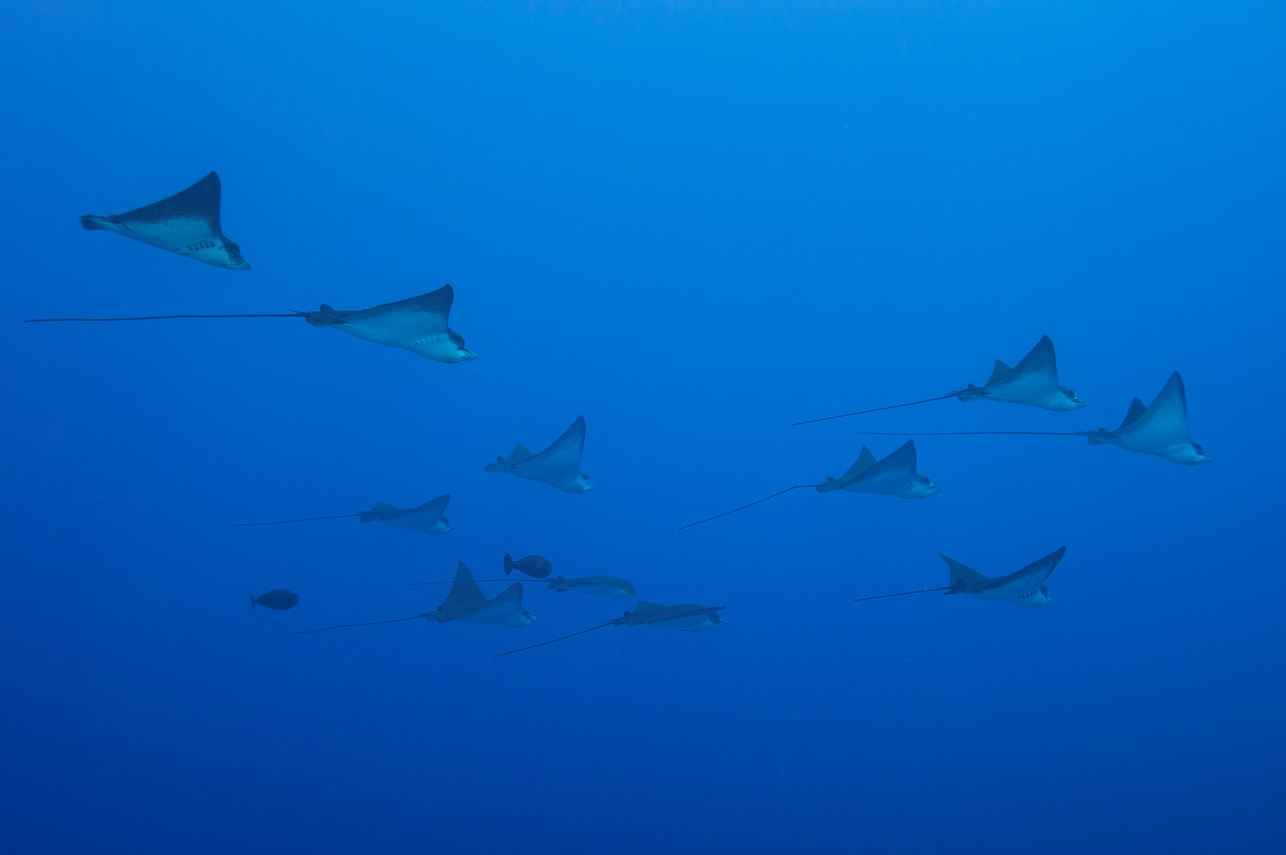 Marine Life - Carpe Vita