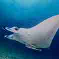 Marine Life - Carpe Vita