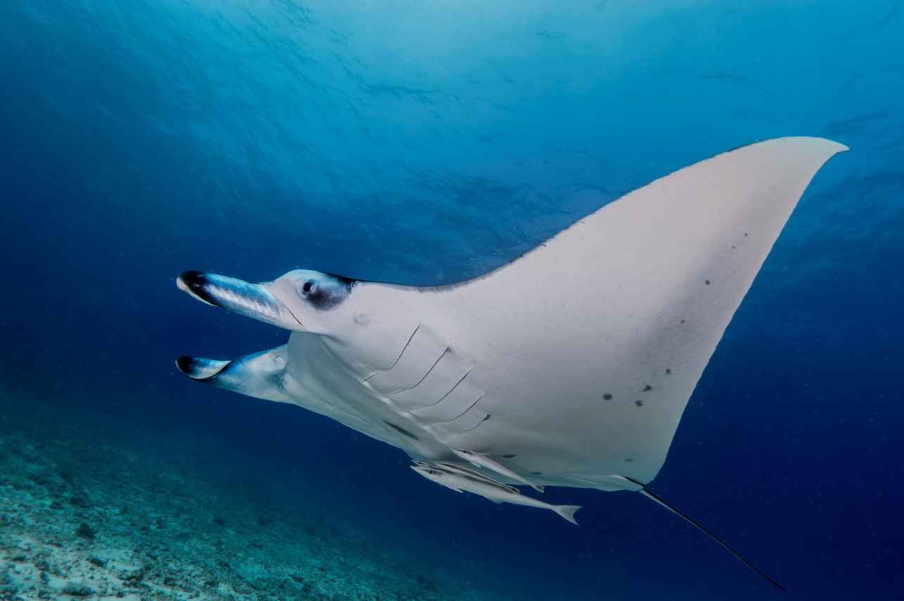 Marine Life - Carpe Vita