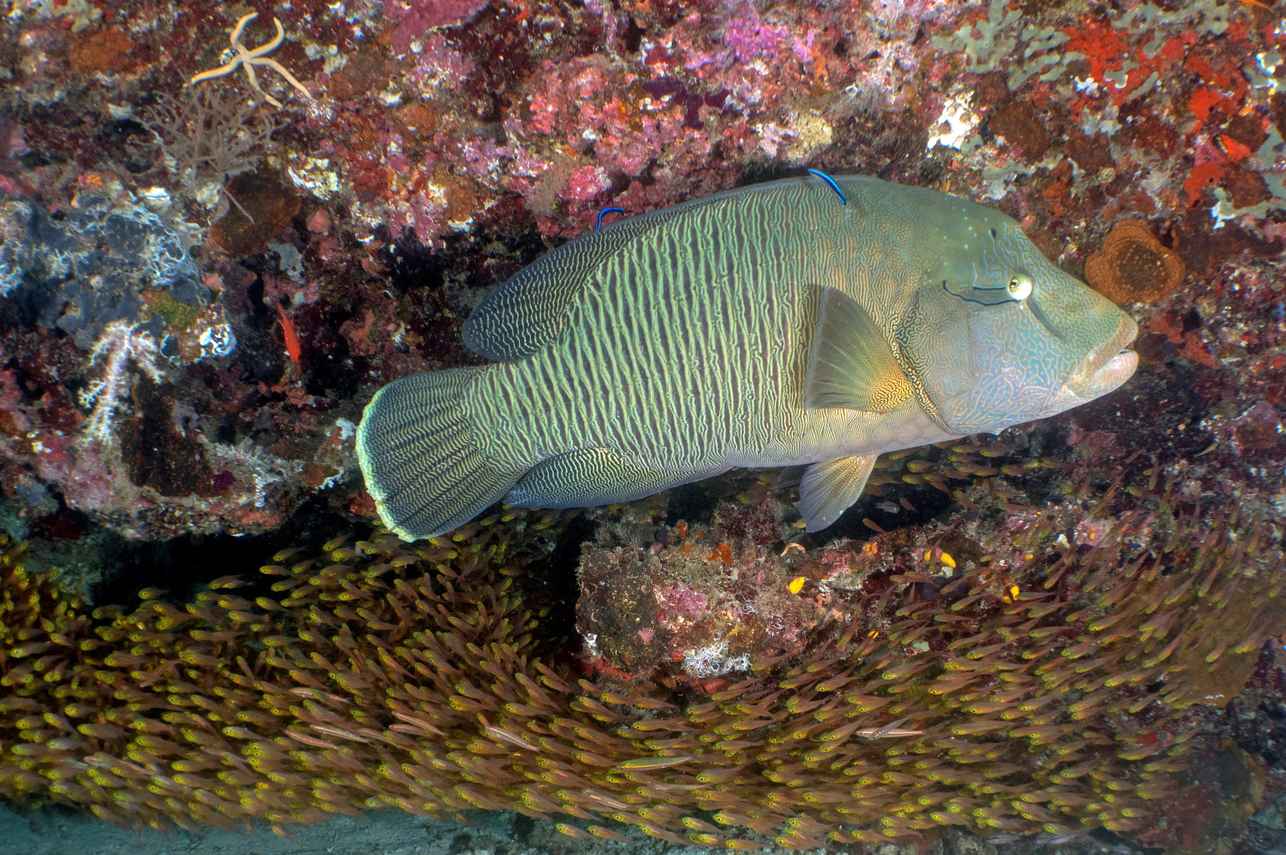 Marine Life - Carpe Vita