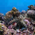 Marine Life - Carpe Vita