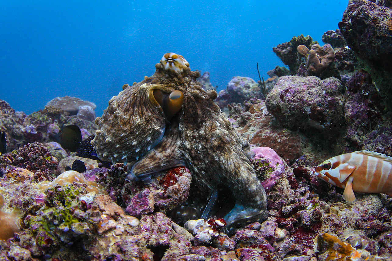 Marine Life - Carpe Vita