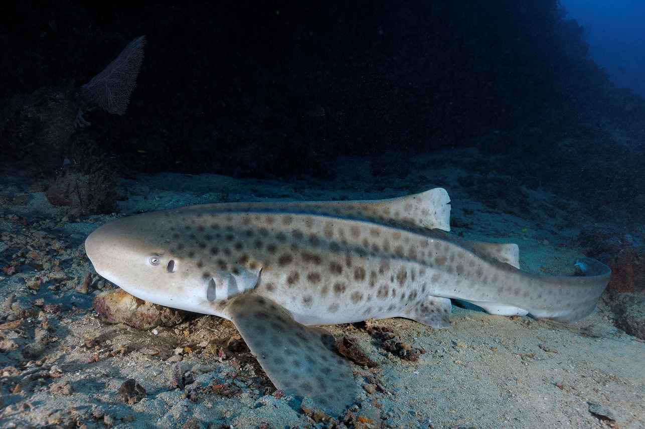 Marine Life - Carpe Vita