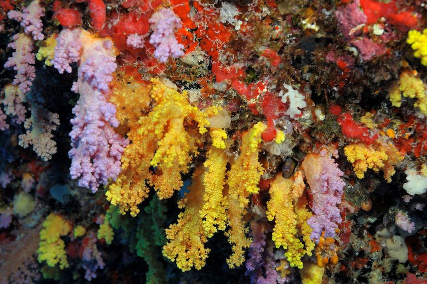 Marine Life - Carpe Vita