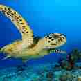 Turtle - Carpe Vita