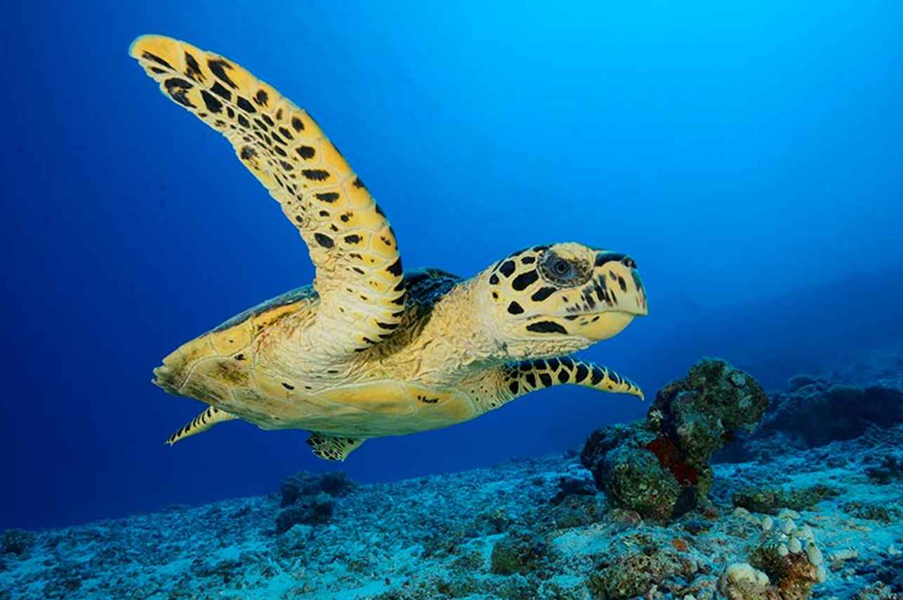 Turtle - Carpe Vita