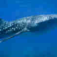 Marine Life - Carpe Vita