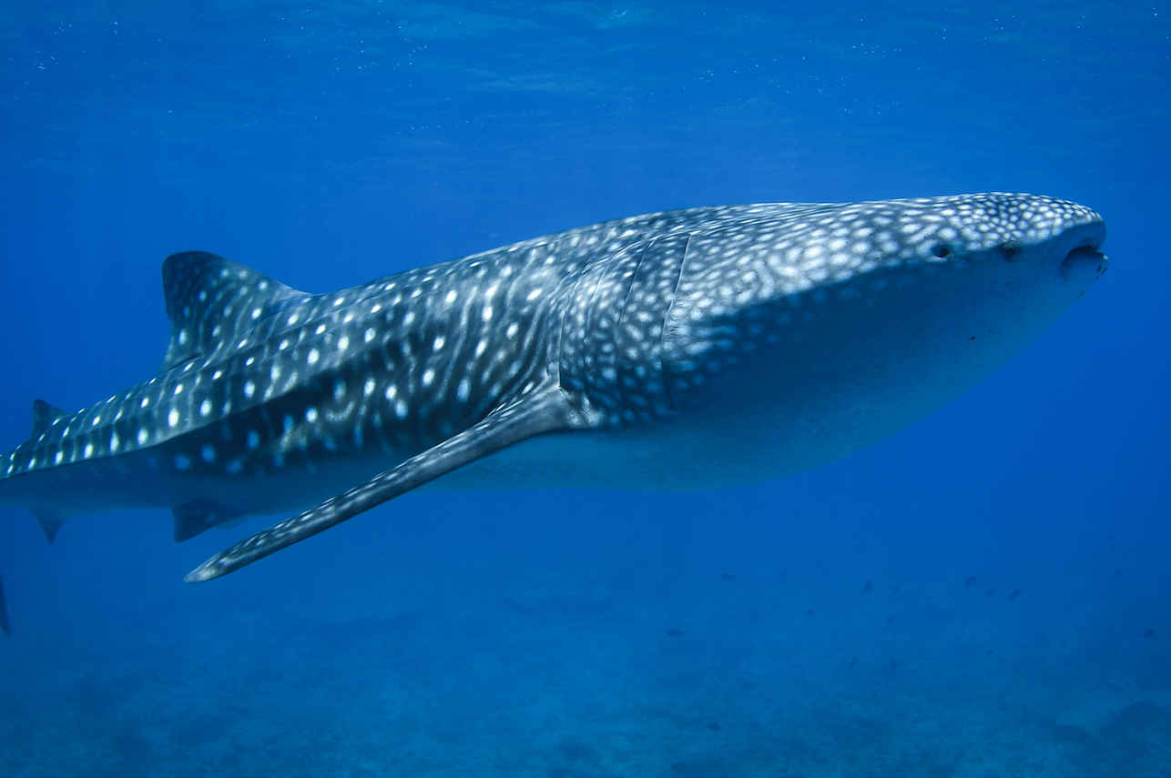 Marine Life - Carpe Vita