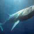 Whale Shark - Carpe Vita