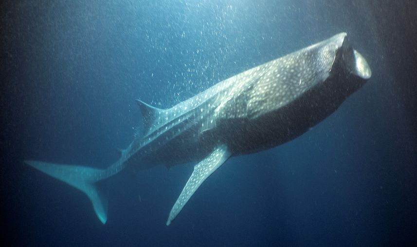 Requin baleine - Carpe Vita