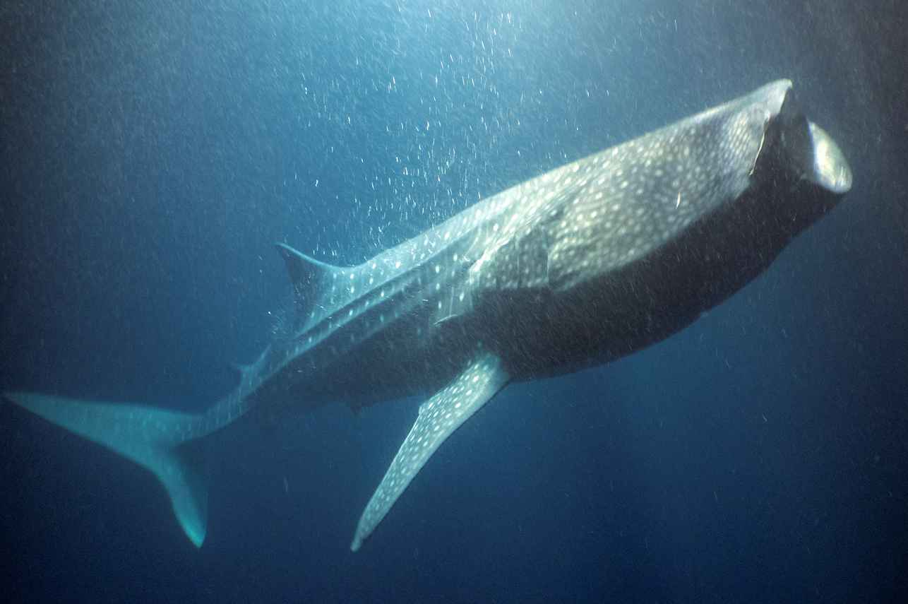Whale Shark - Carpe Vita
