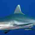 Shark - Carpe Vita