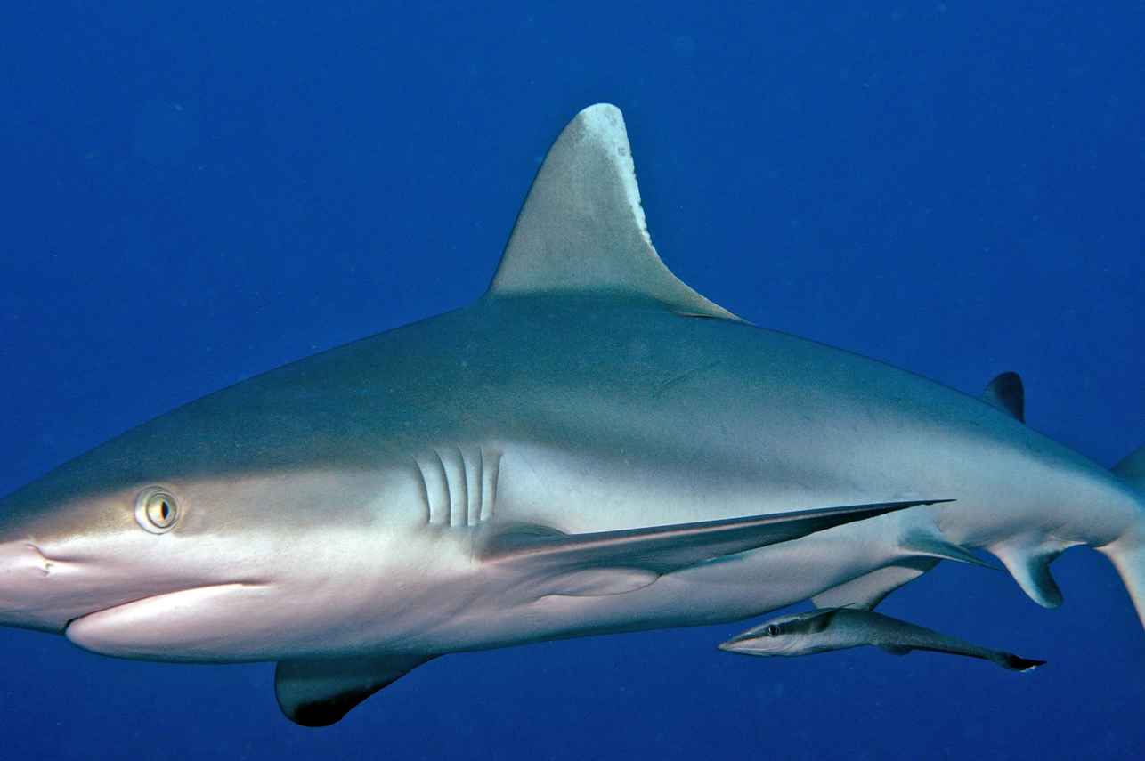 Shark - Carpe Vita