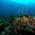 Corail  - Philippine Siren