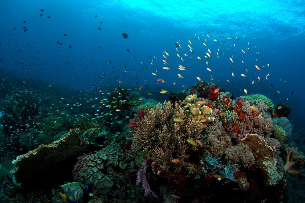 Coral Reef - Philippine Siren