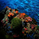 Coral  - Philippine Siren