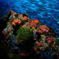 Corail  - Philippine Siren