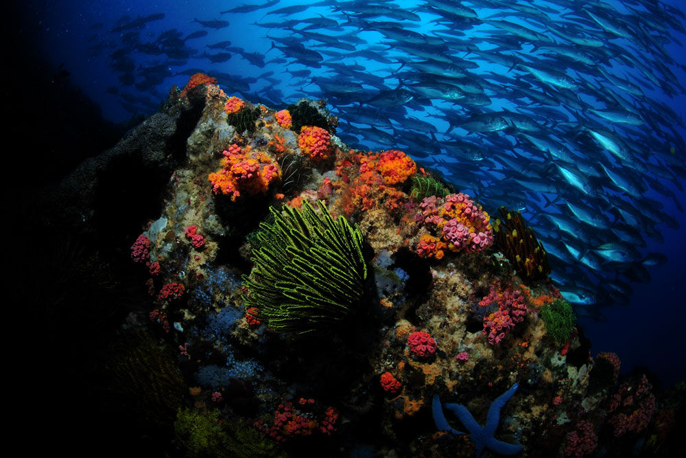 Coral Reef - Philippine Siren