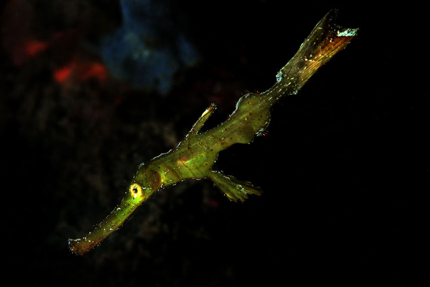 Marine Life - Philippine Siren