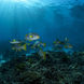 Marine Life - Philippine Siren