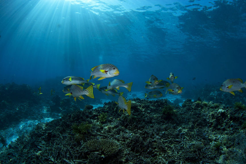 Marine Life - Philippine Siren