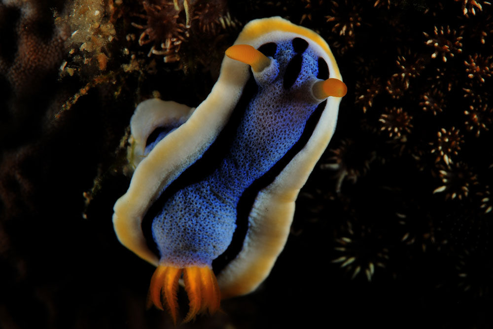 Marine Life - Philippine Siren