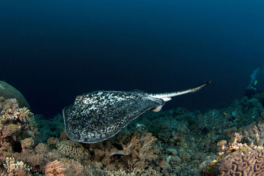 Marine Life - Philippine Siren