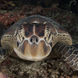 Turtle - Philippine Siren