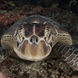 Tortue - Philippine Siren