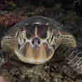 Tortue - Philippine Siren