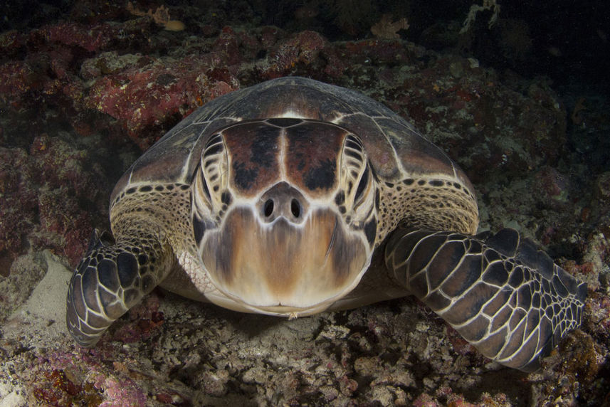 Turtle - Philippine Siren