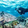 #diving