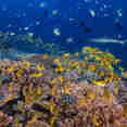 Marine Life - Spoilsport