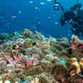 Coral Reef - Spoilsport