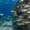 Marine Life - Spoilsport