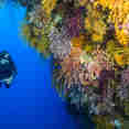 Marine Life - Spoilsport