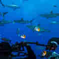 Marine Life - Spoilsport