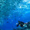 Marine Life - Spoilsport