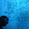 #diving