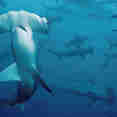 Shark - Argo