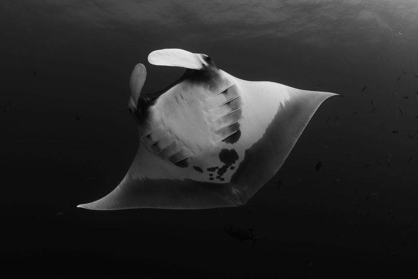 Manta Ray  - Solmar V