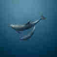 Marine Life - Solmar V