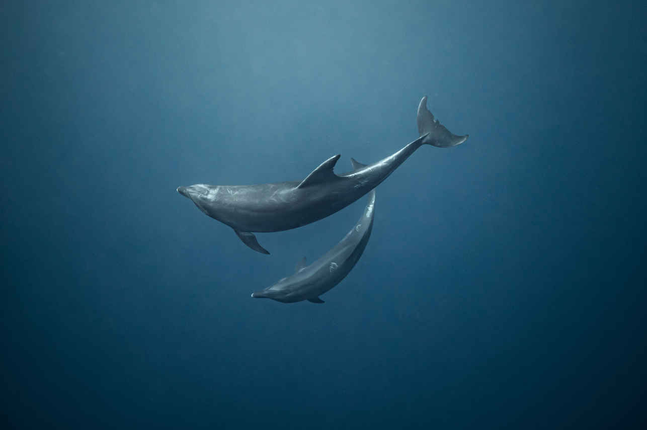 海洋生物 - Solmar V
